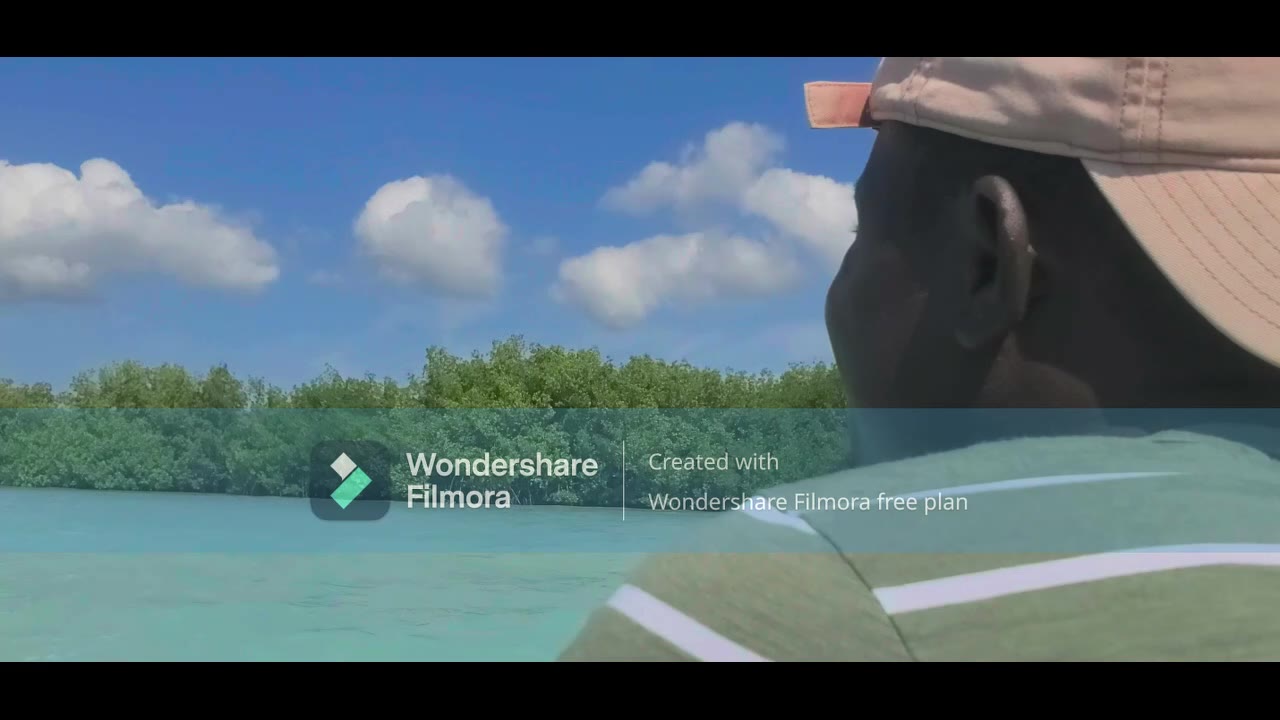 Mangrove encore verte observée depuis une embarcation