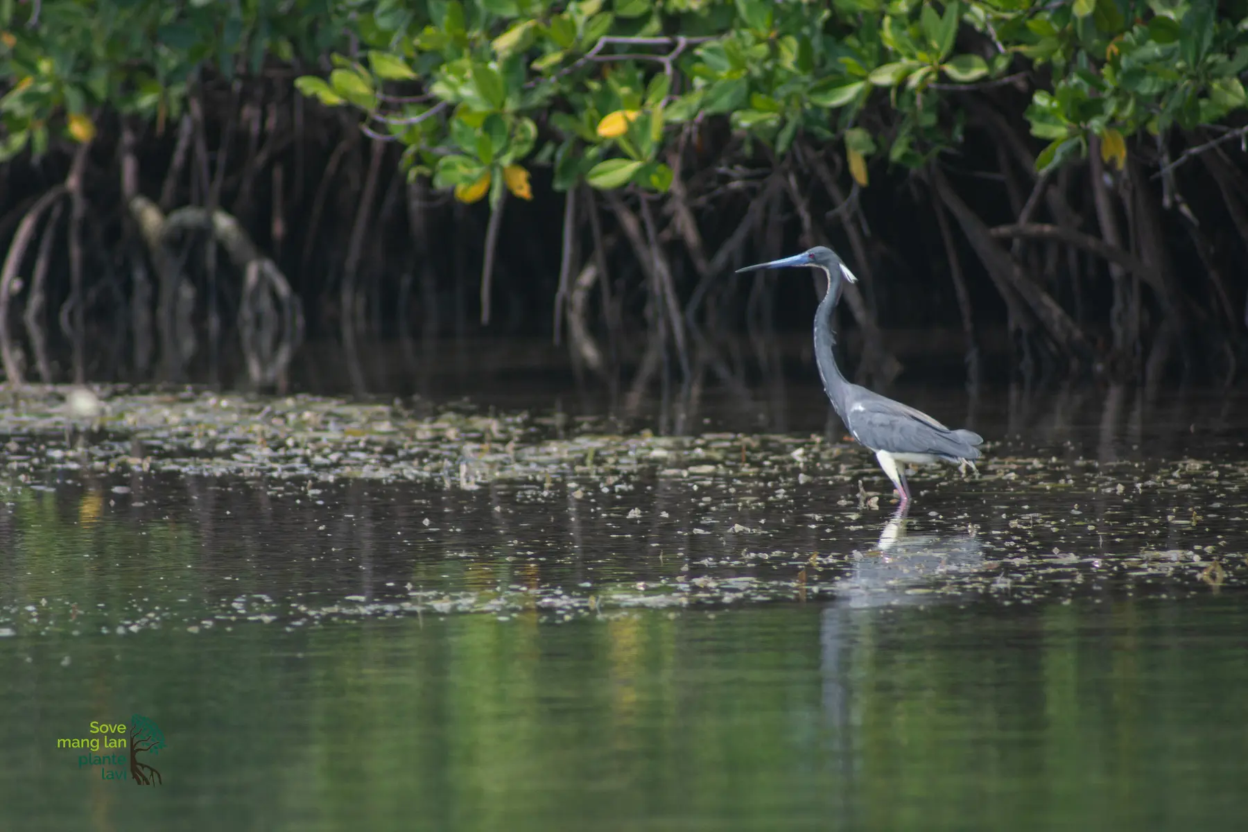 Oiseau observé dans un habitat de mangrove à La Gonâve