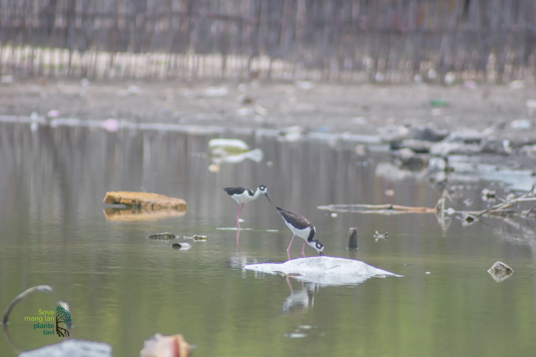 Oiseaux limicoles observés dans une zone humide côtière à La Gonâve