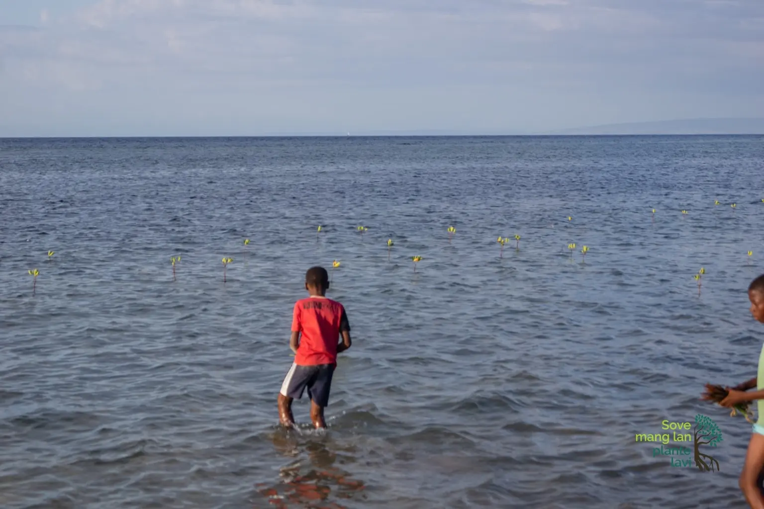 Jeunes mangroves plantées dans l'eau peu profonde à La Gonâve
