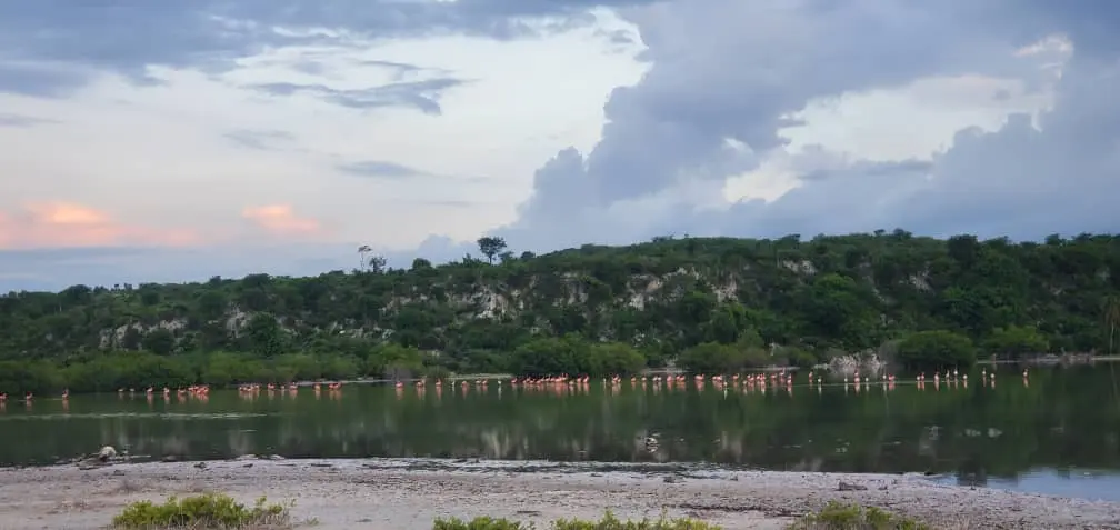 Paysage côtier et habitat de mangrove à La Gonâve