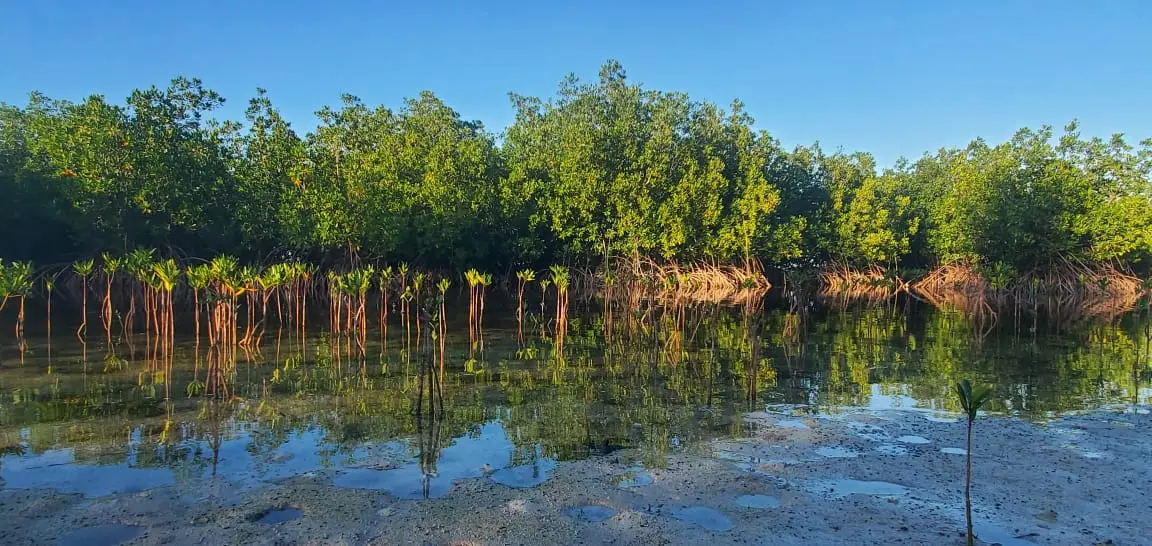 Mangroves en croissance dans une zone côtière de restauration à La Gonâve