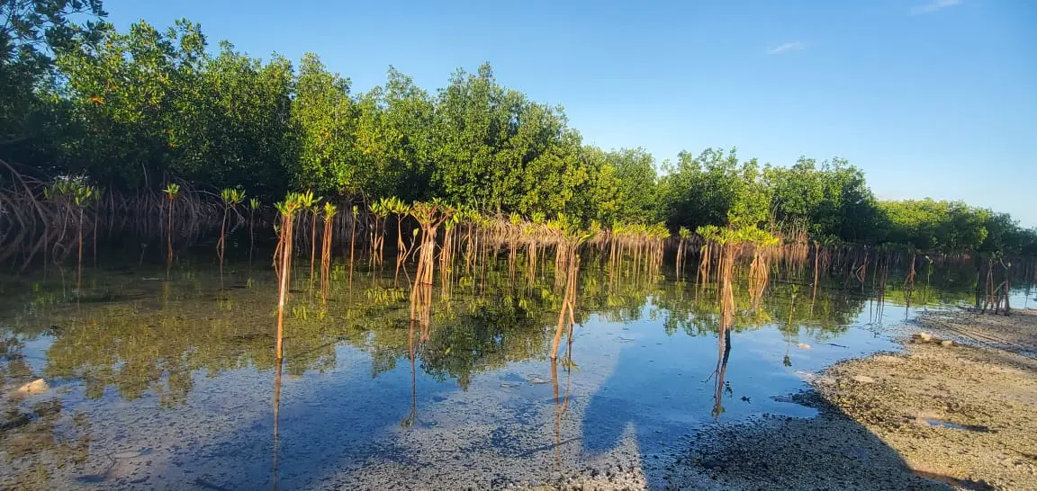 Site côtier de mangrove à La Gonâve