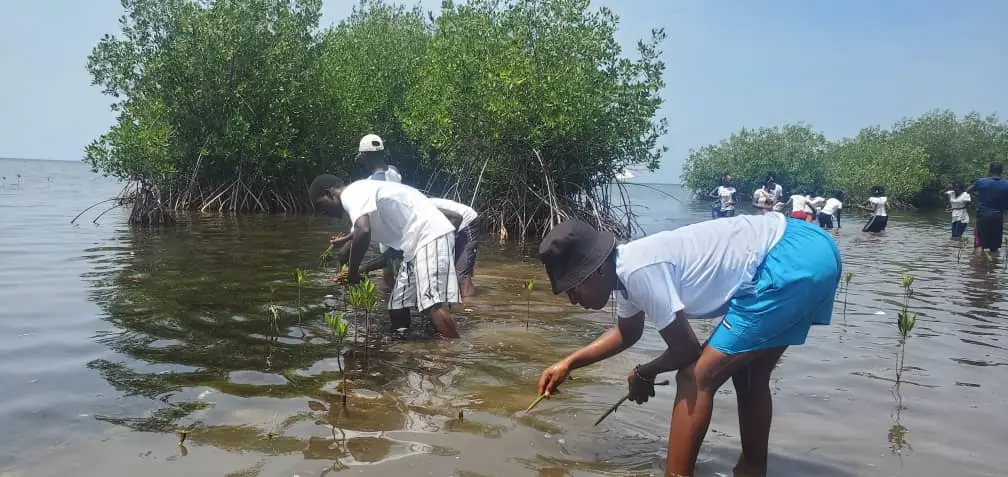 Membres de la communauté plantant ensemble des mangroves sur le littoral de La Gonâve
