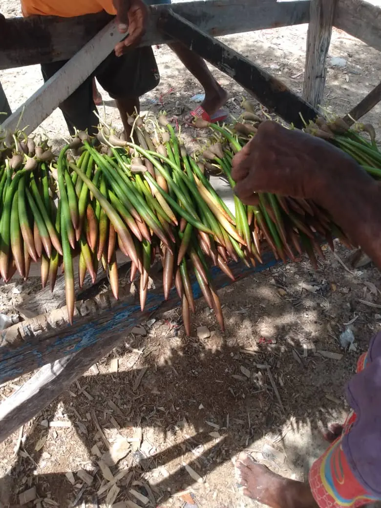 Propagules de mangrove préparées avant leur transport vers le site de plantation