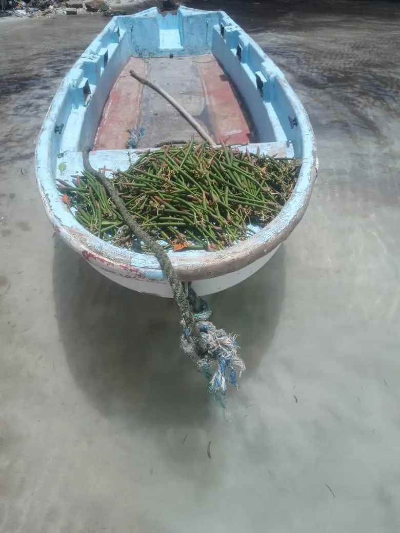 Embarcation transportant des propagules de mangrove vers une zone de plantation