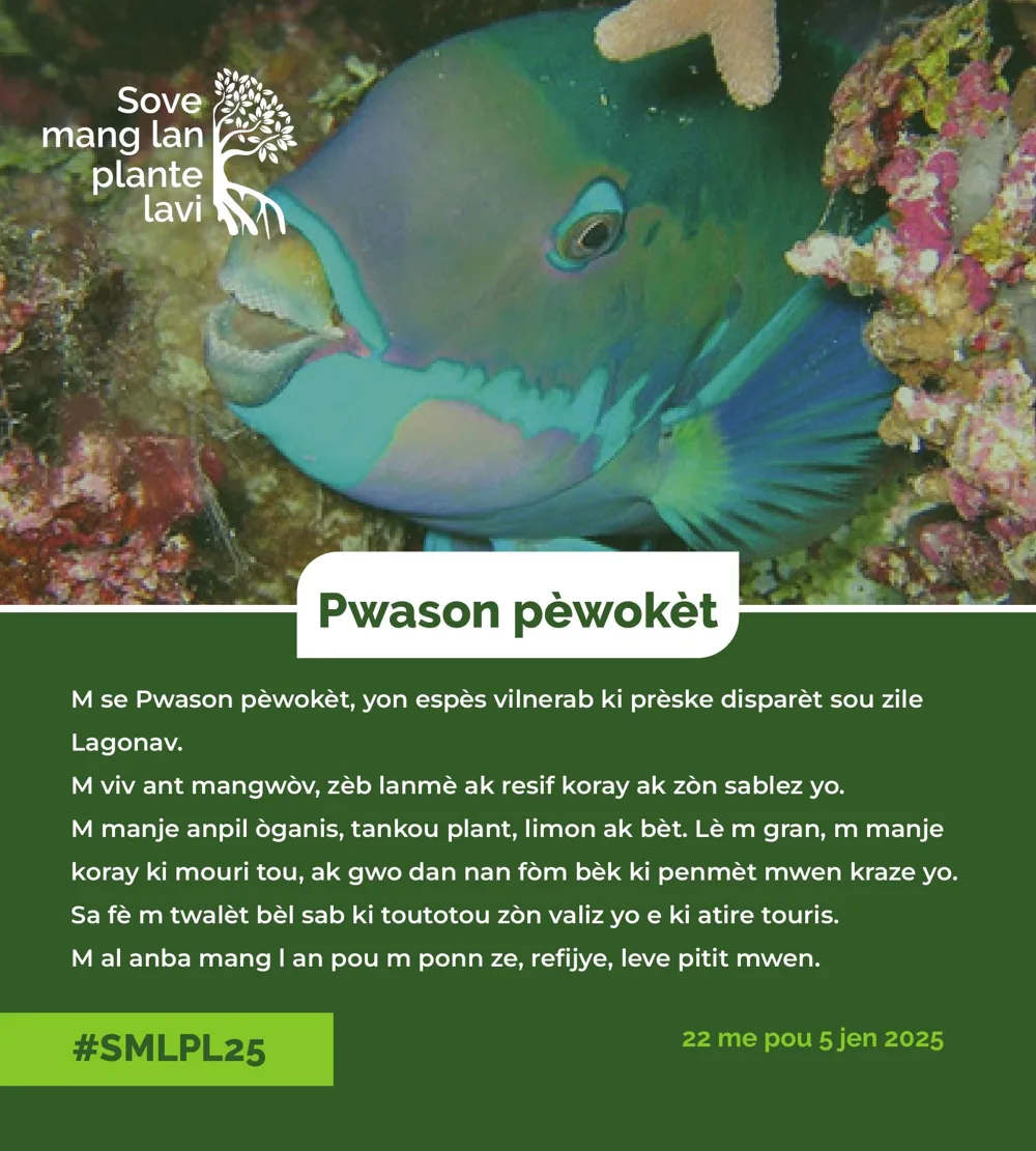 Planche sur le poisson-perroquet
