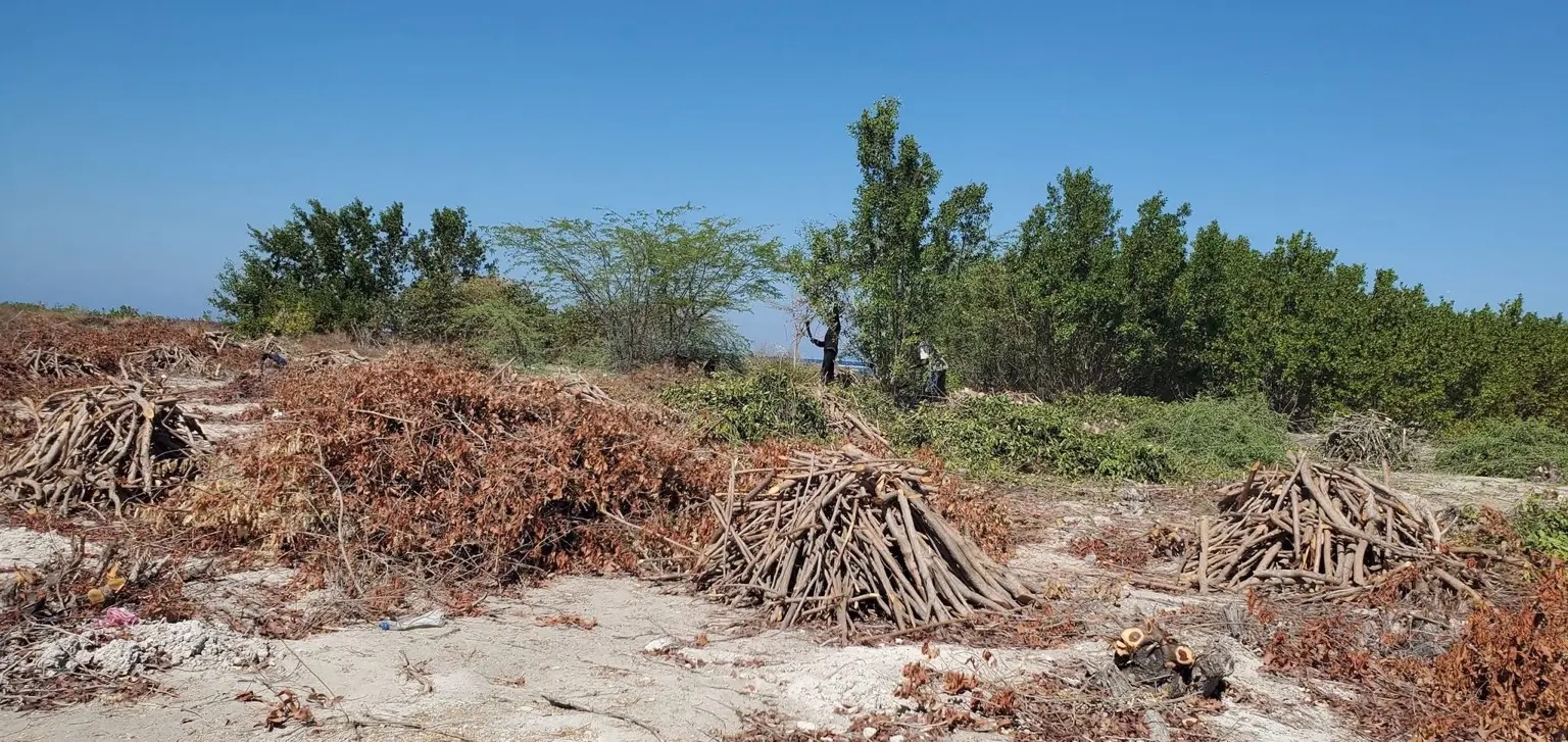 Observation de branches de mangrove coupées sur le terrain