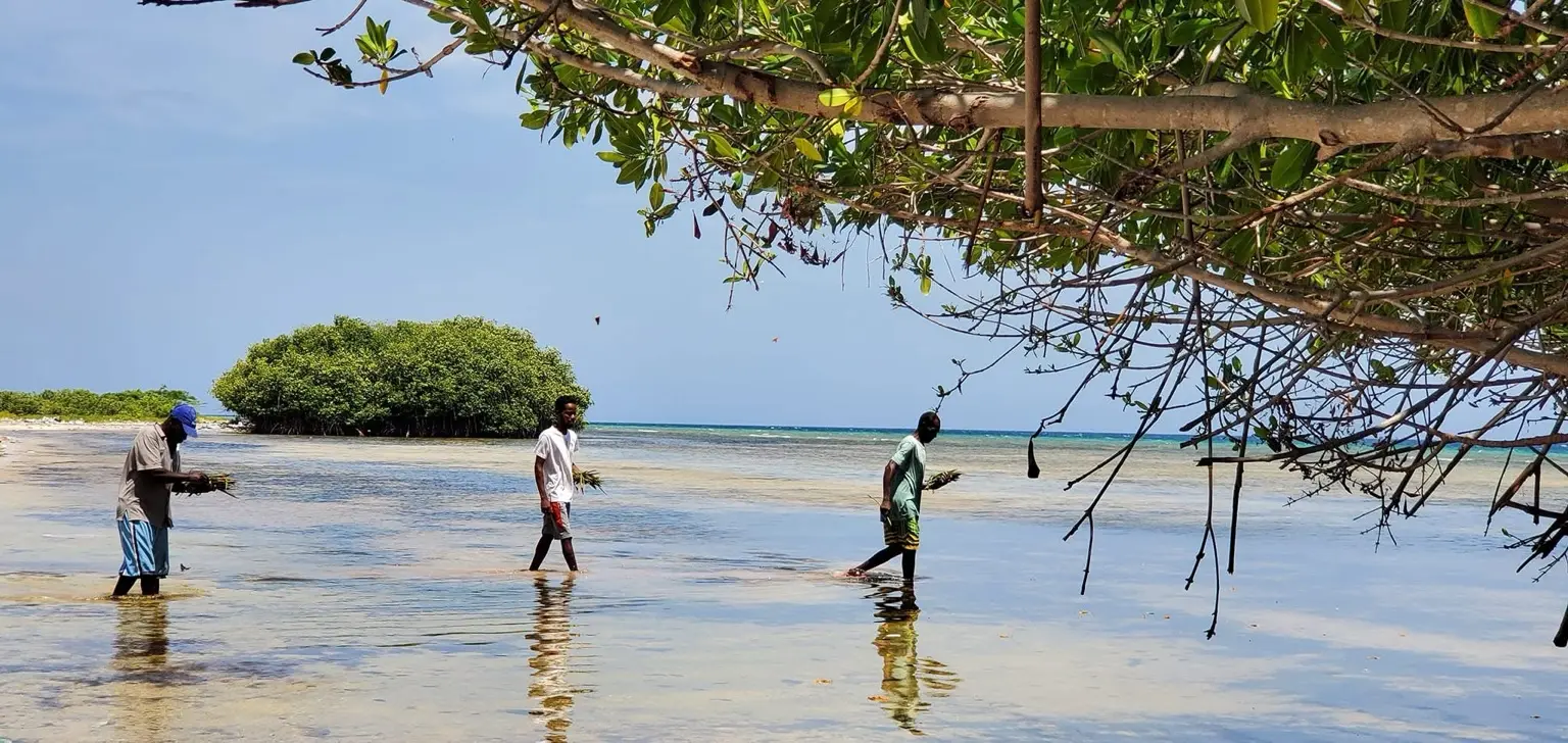 Équipe CAPEELAG observant et documentant les propagules sur le terrain