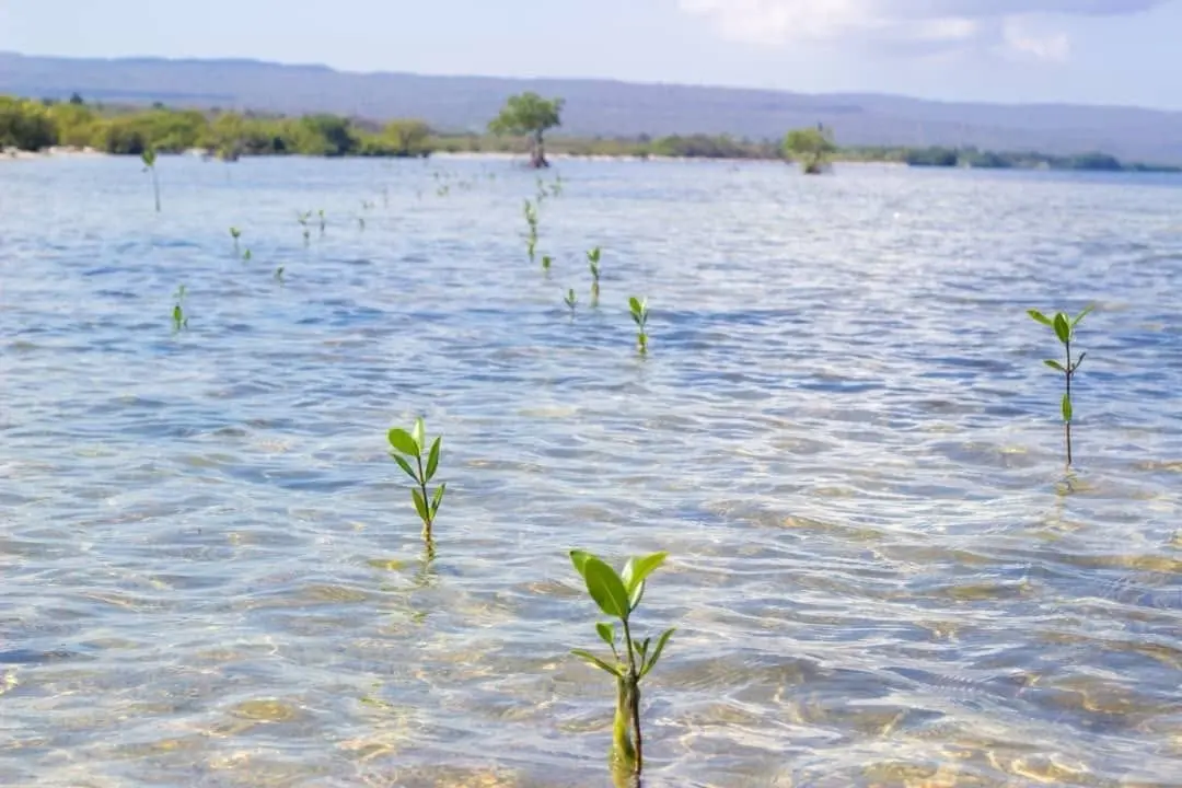 Jeunes mangroves en croissance dans l'eau à La Gonâve